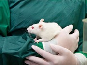 FDA không còn yêu cầu thử nghiệm các loại thuốc mới trên động vật